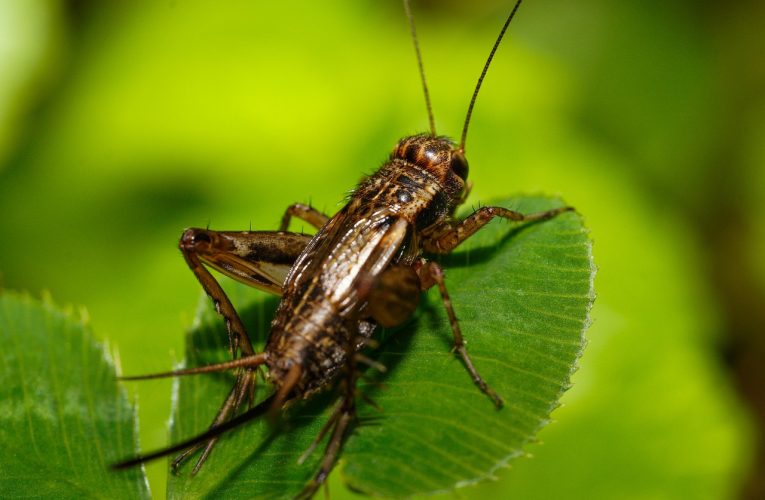 Insectos en casa: entre la buena suerte de los grillos y el peligro de las vinchucas